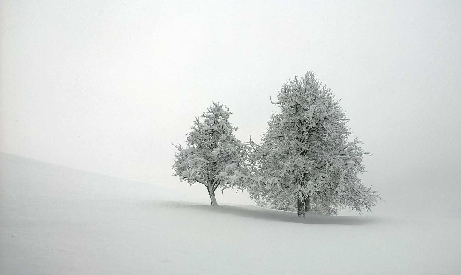 ... by bojan berce