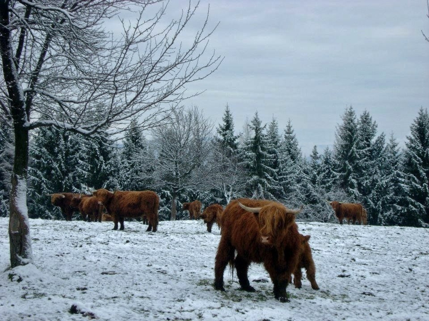 Kožuhaste by Rosvita Jager