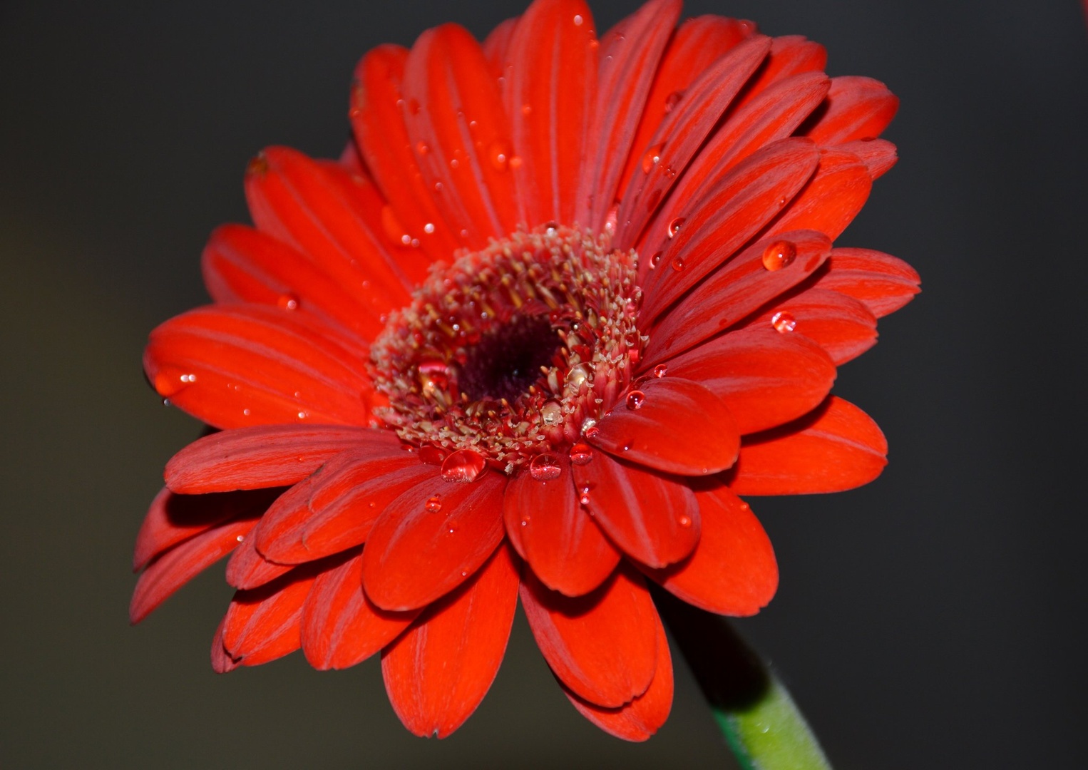 Gerbera by Rosvita Jager