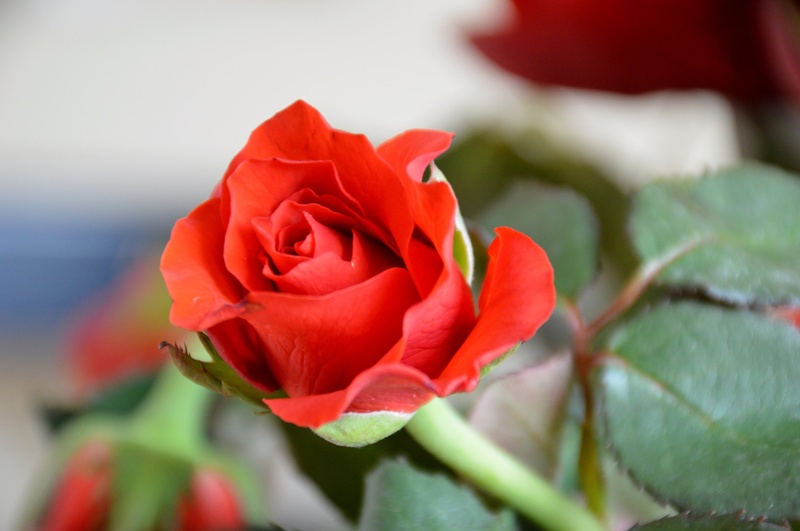 Rose by Rosvita Jager