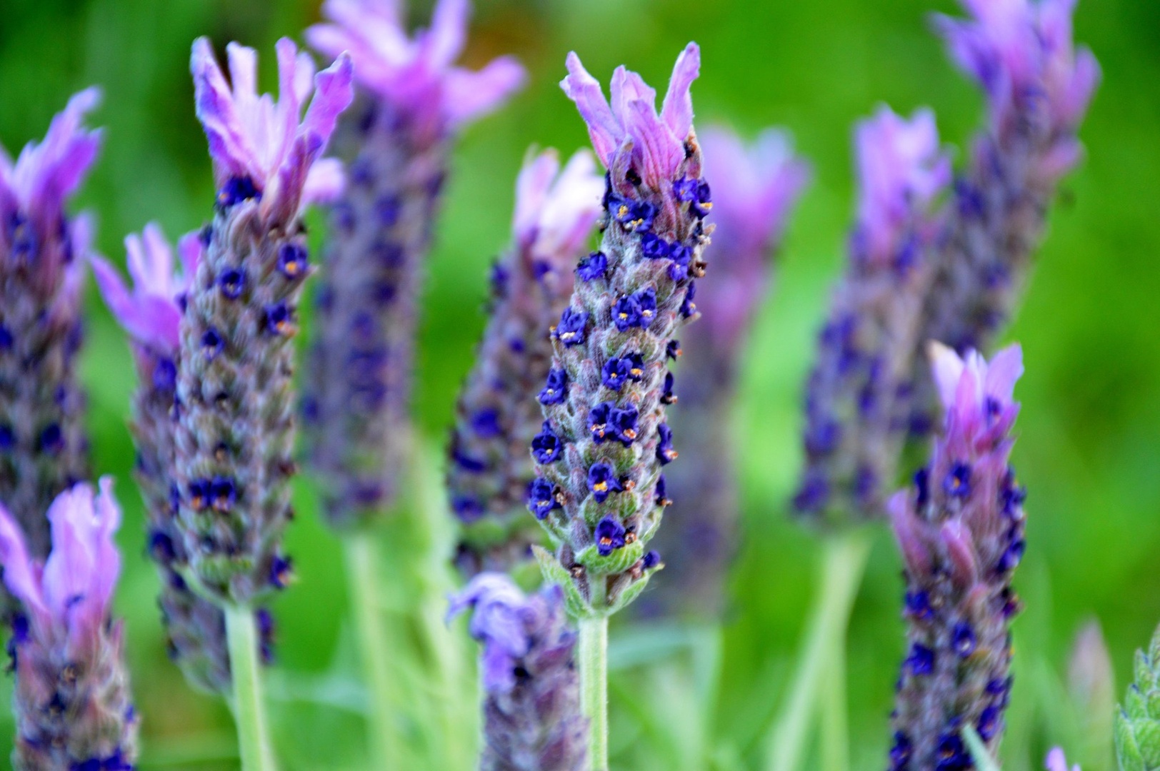 Lavanda by Rosvita Jager