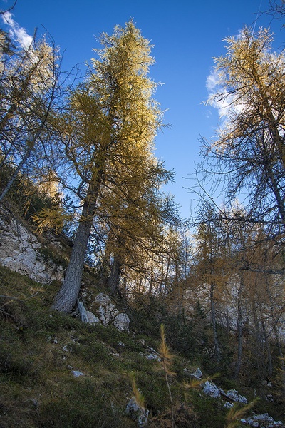 Kvišku by Branko Lombar
