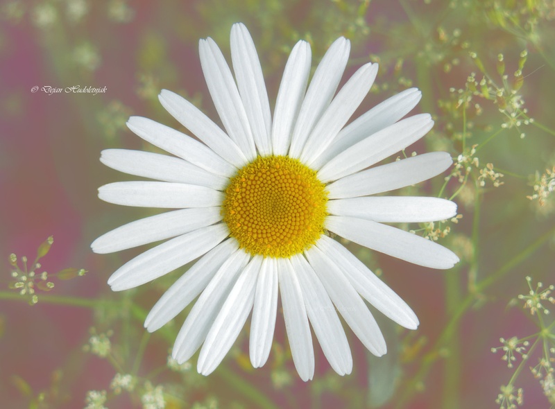 Every flower is a soul ... by Dejan Hudoletnjak
