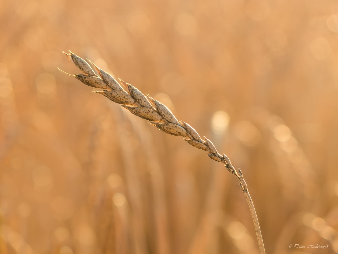 Wheat at golden hour by Dejan Hudoletnjak
