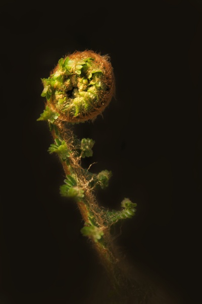 Golden ratio by Dejan Hudoletnjak