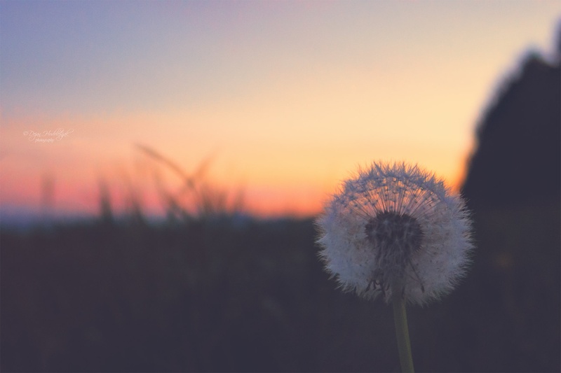 Make a wish ... by Dejan Hudoletnjak