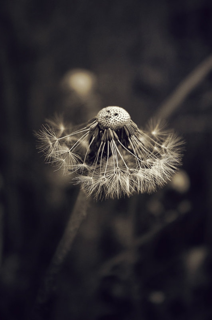 Dandelion clock by NezaM