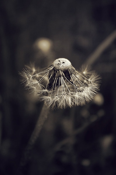 Dandelion clock by NezaM