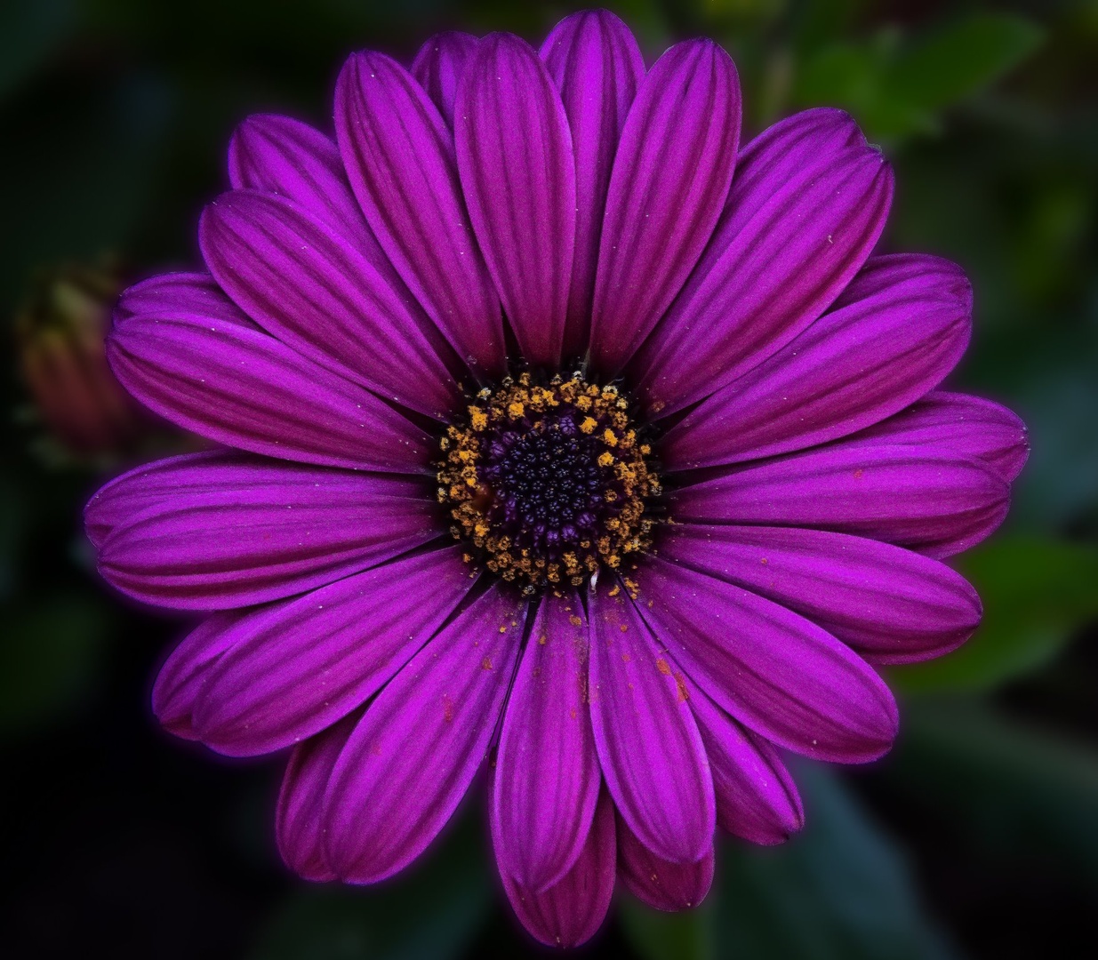 Ameriški slamnik (Echinacea purpurea) by Matic Žižek