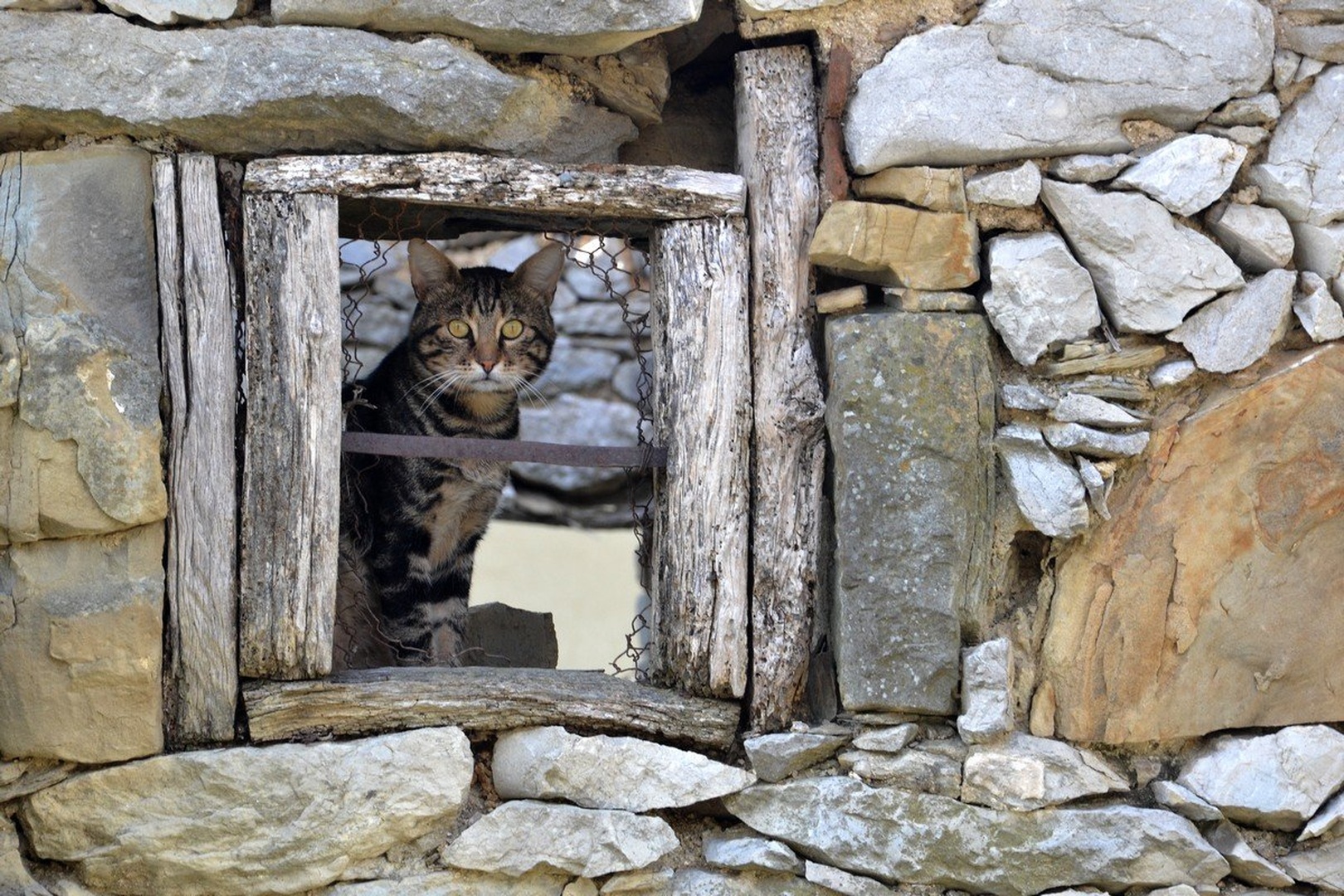 Kaj me gledaš? by Nataša