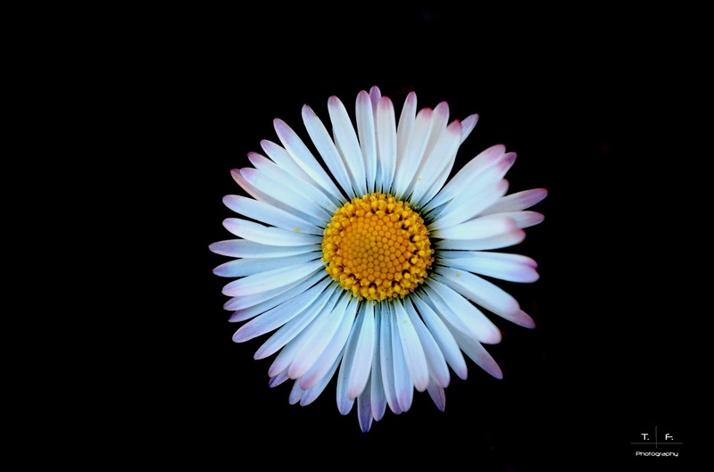 Daisy by Timotej Furek