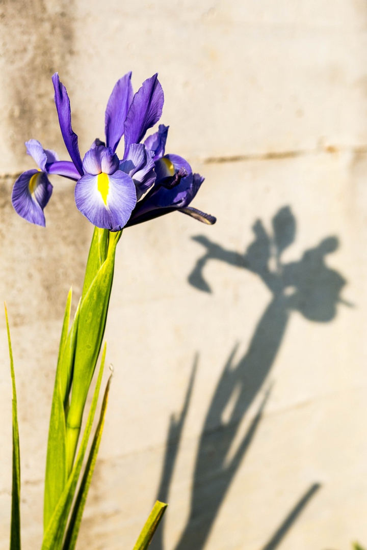 Iris by Jure Širok