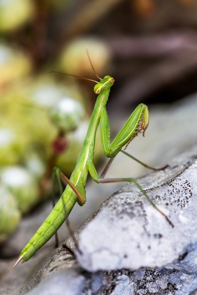 Mantodea by Jure Širok