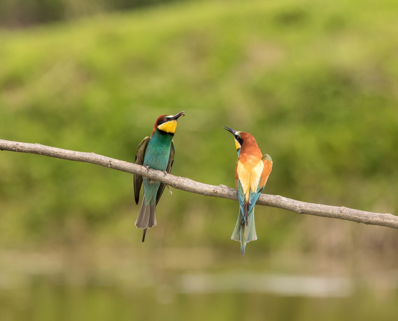 Čebelar ( Merops apiaster) by Jure Širok
