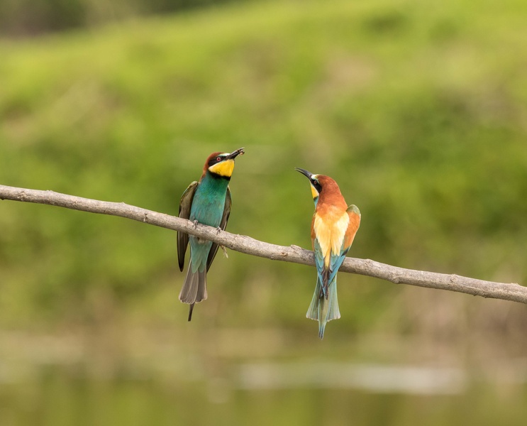 Čebelar ( Merops apiaster) by Jure Širok