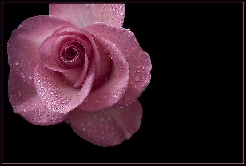 rose by gregor13