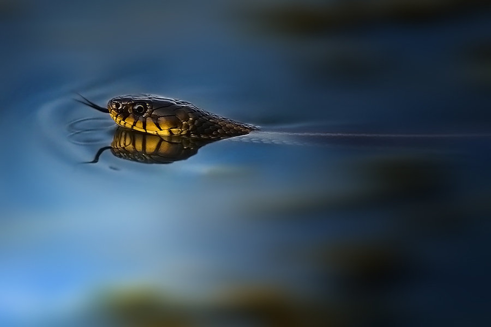 refleksija by Burki