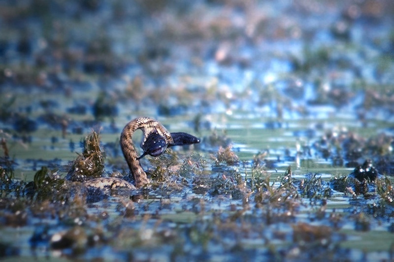 Nessie by Burki