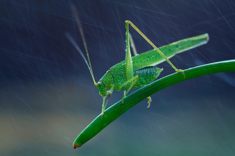 Rain Man by Burki