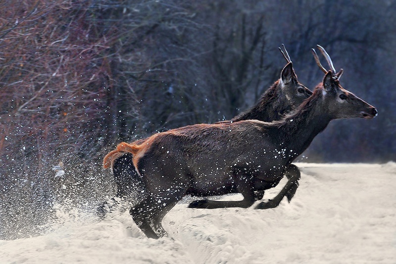 hop by Burki