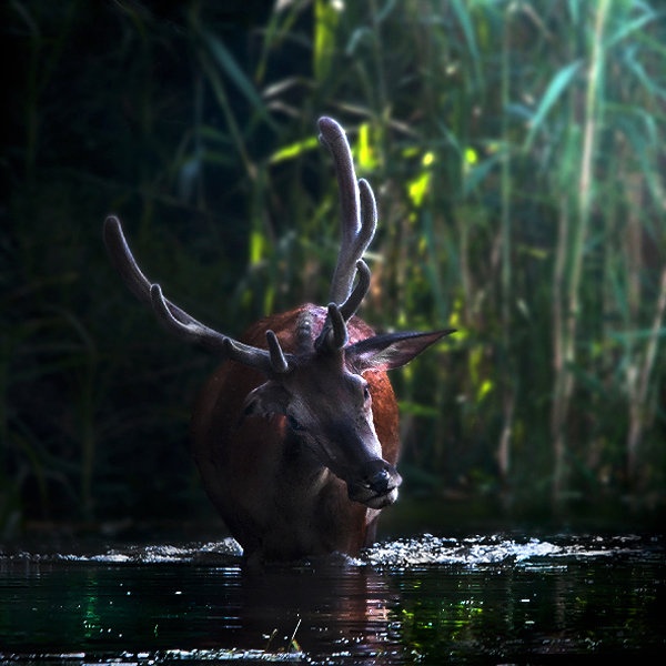 oaza by Burki