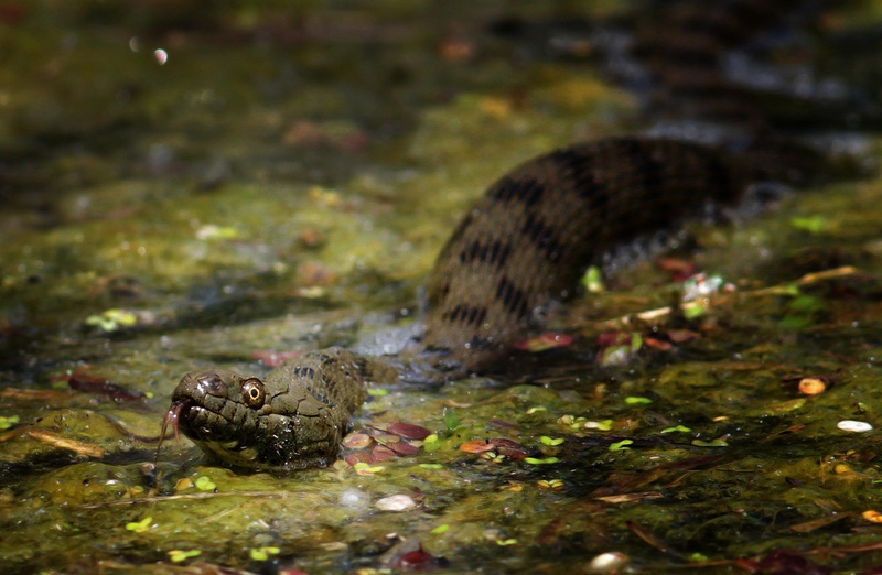 SSSSssss..... by Burki
