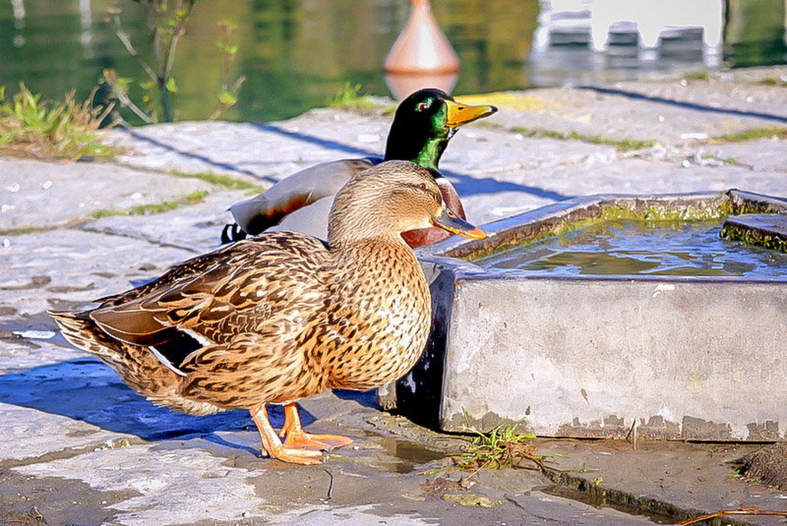 Žeja by BrankoR
