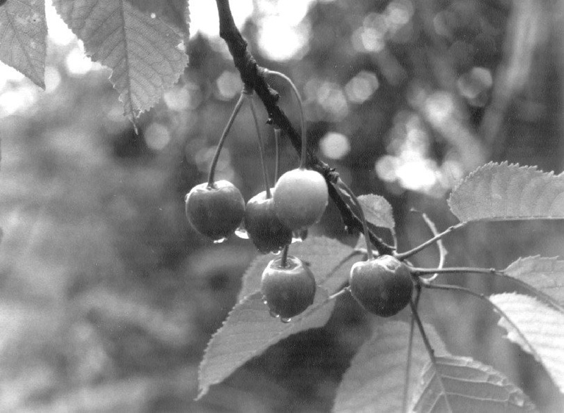 jutranja rosa by pucer