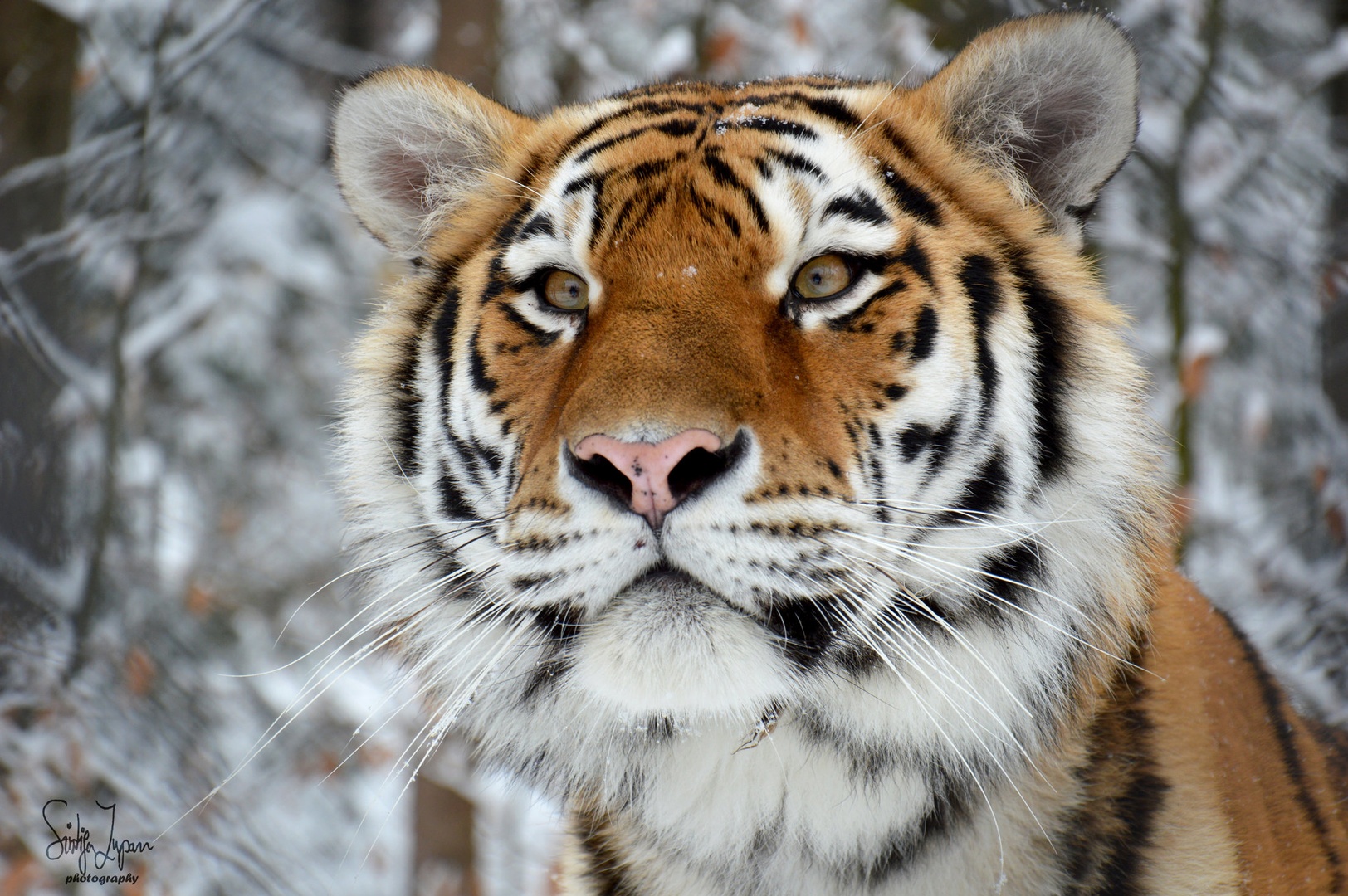 Tiger by Sintija Zupan
