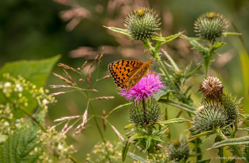 Metuljček na standardnem mestu by notko