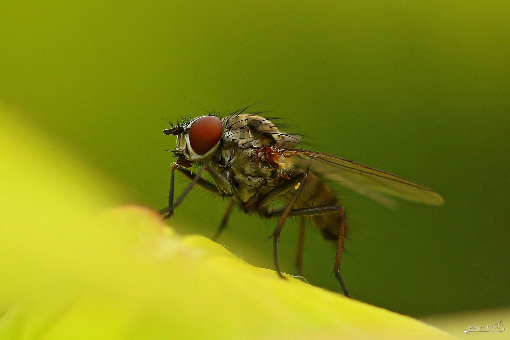 Macromuha... by Drago