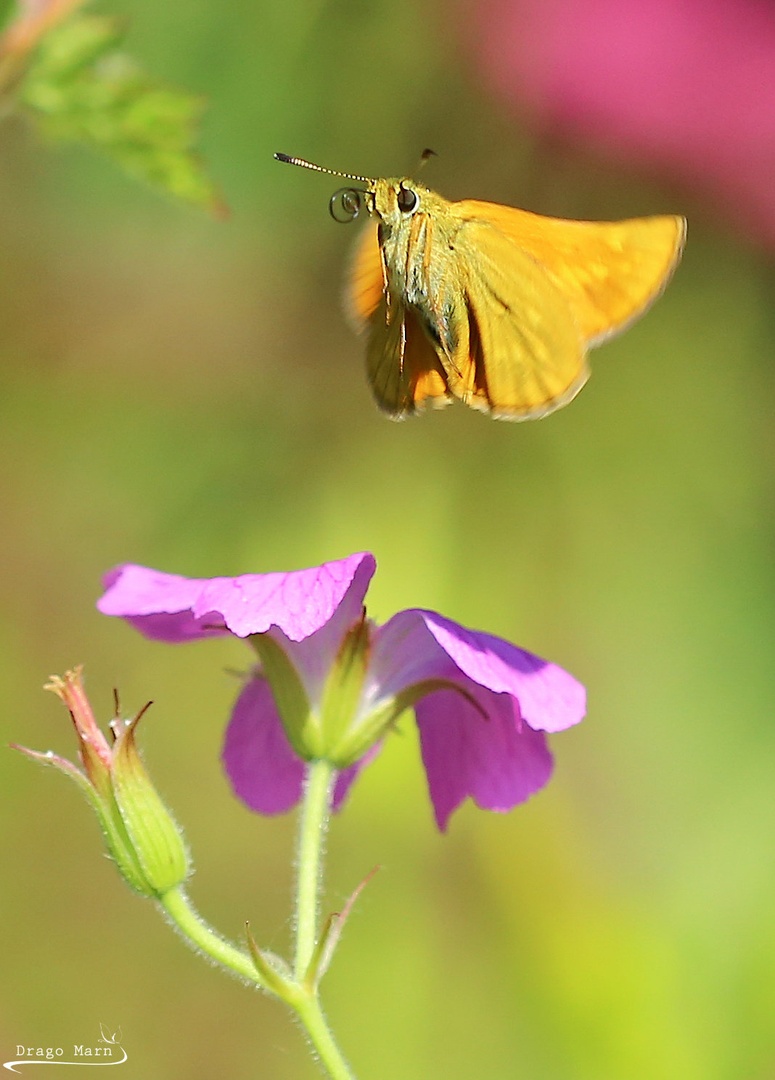 Landing zone... by Drago