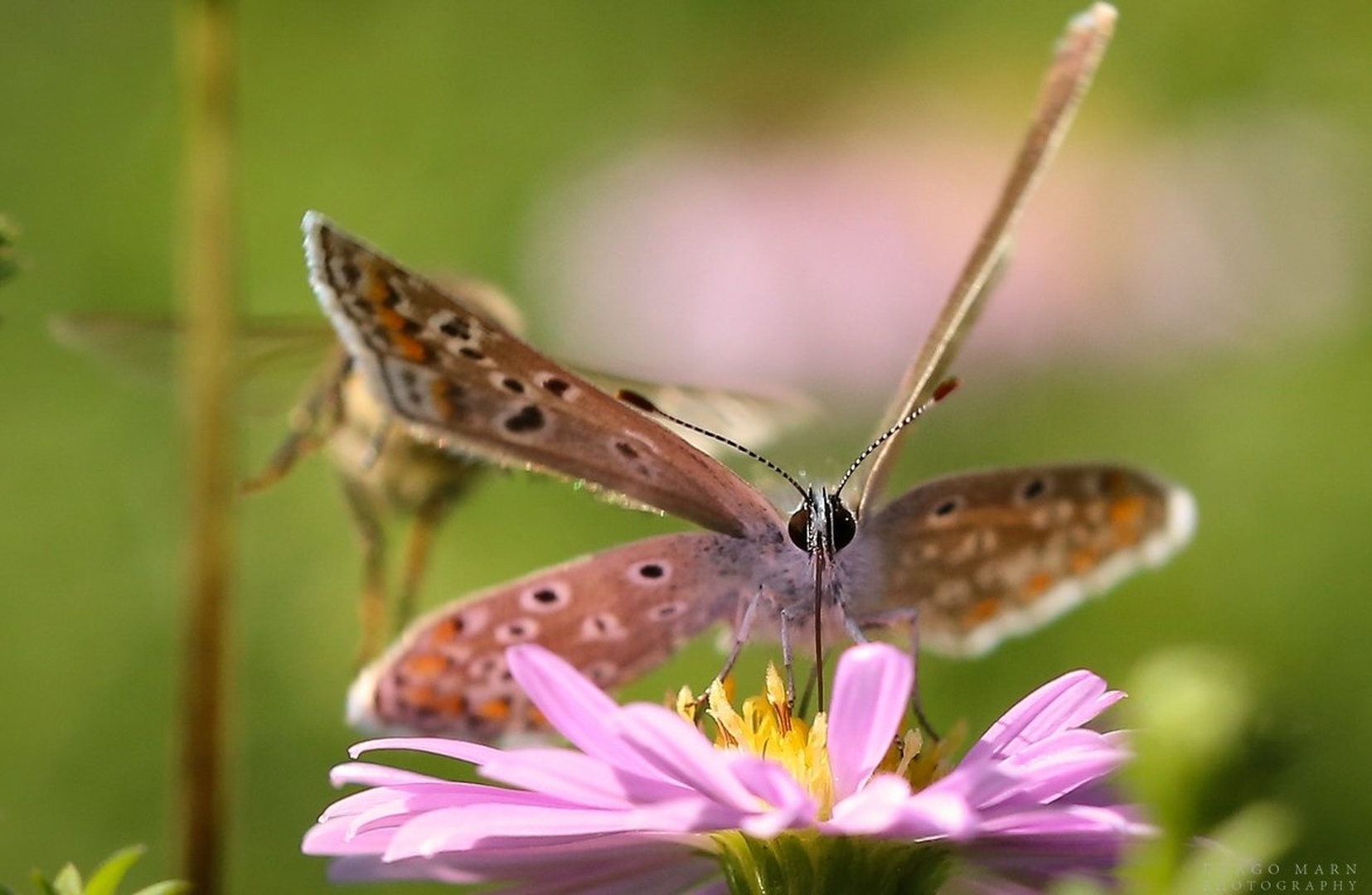 Mimo mene..... by Drago