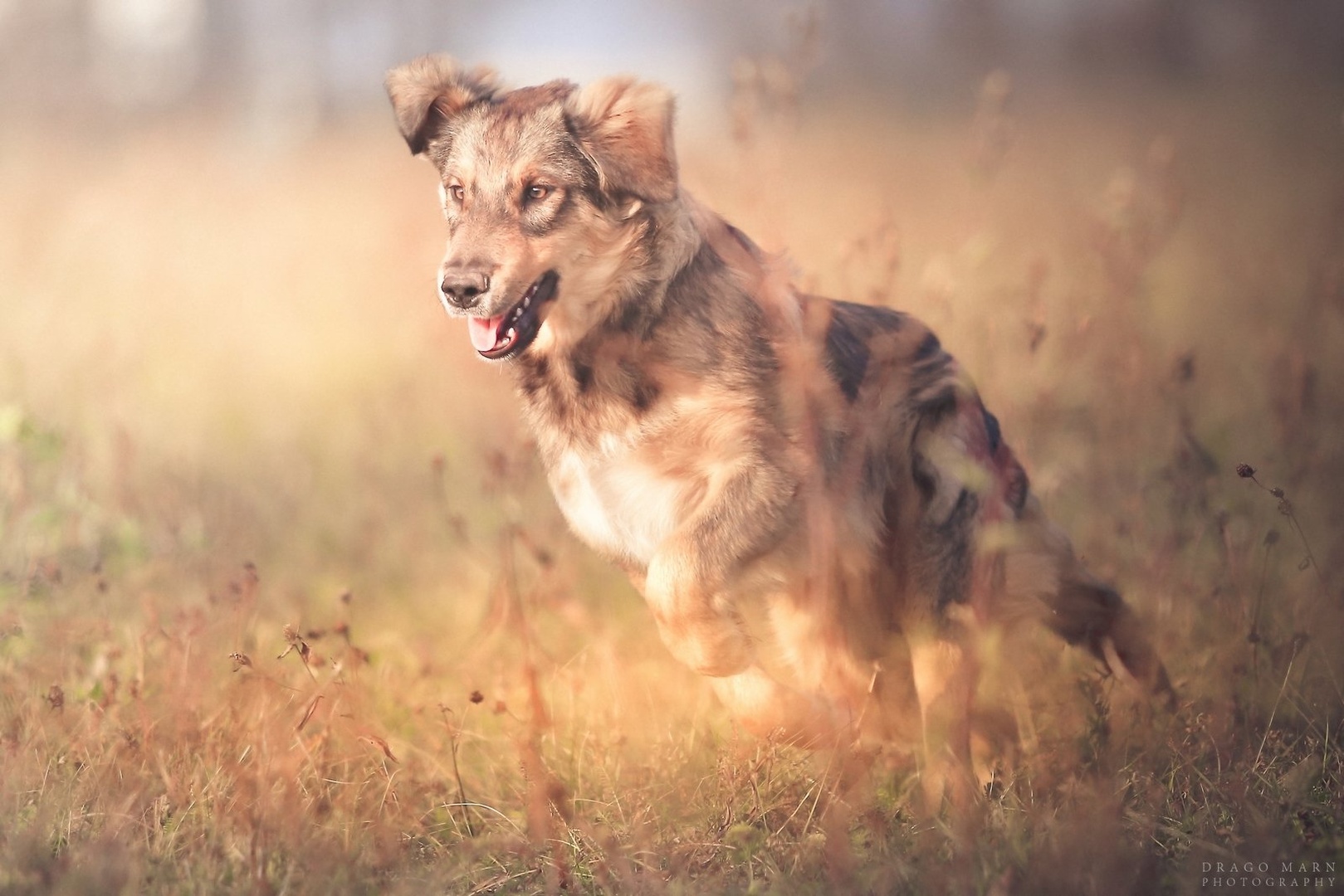Na travniku.... by Drago