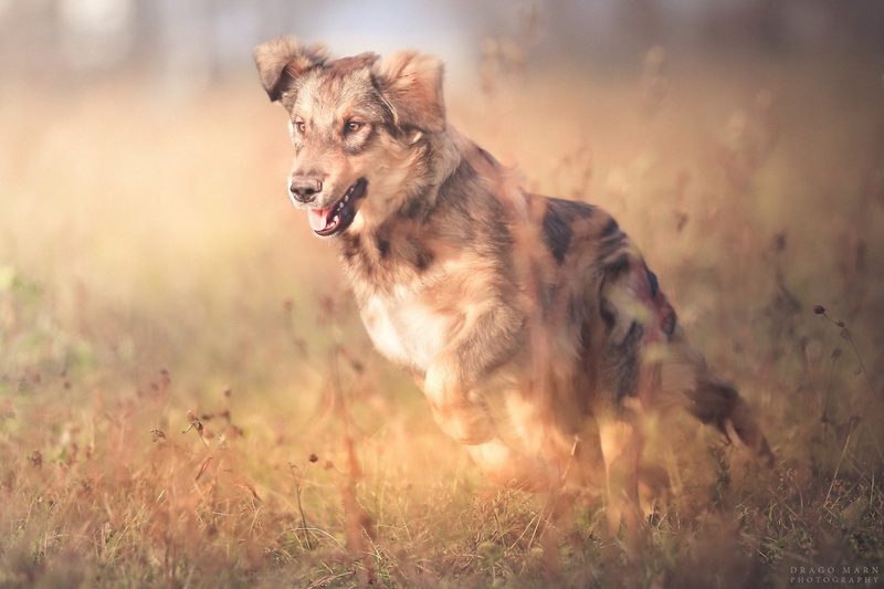 Na travniku.... by Drago