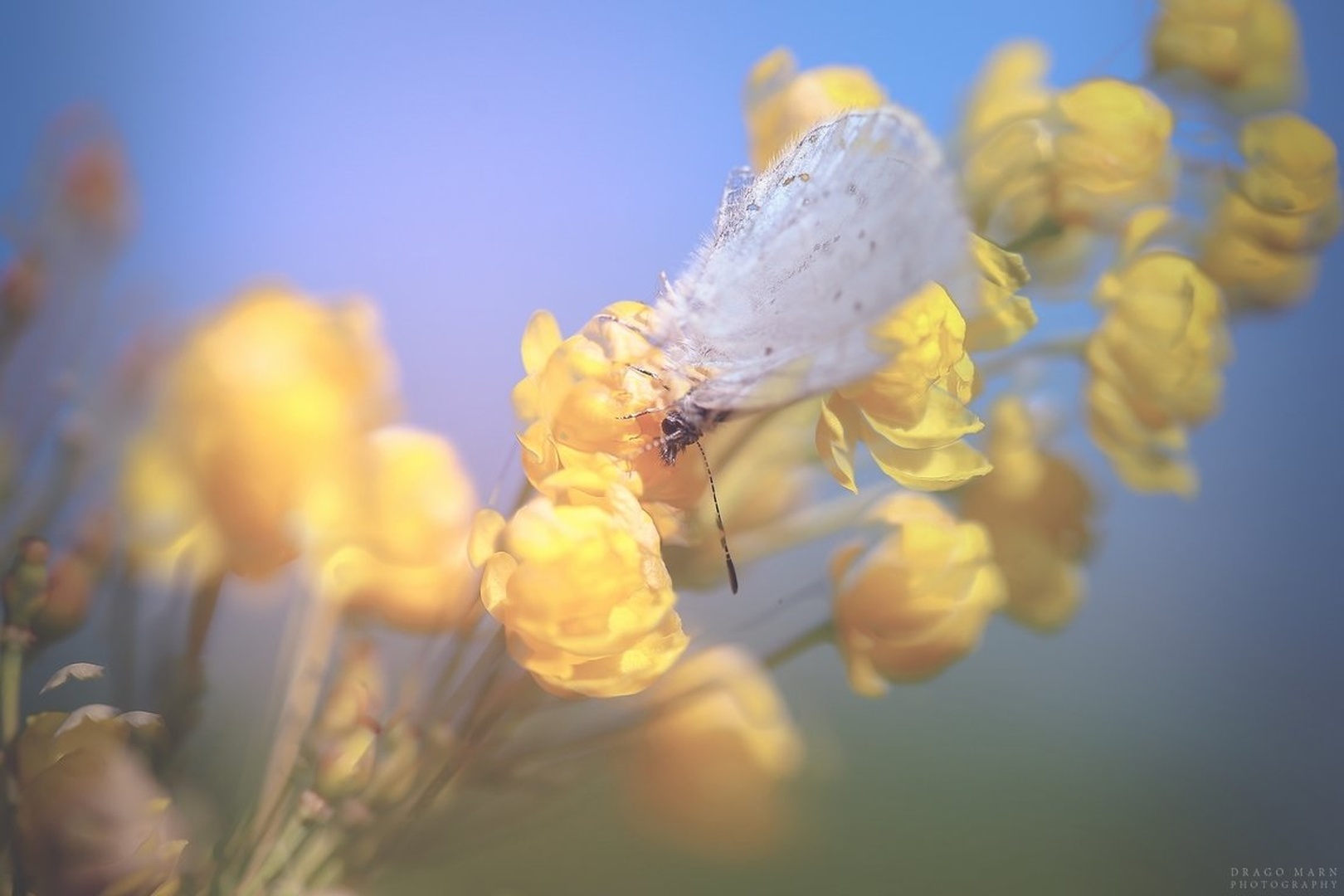 V vetru.... by Drago