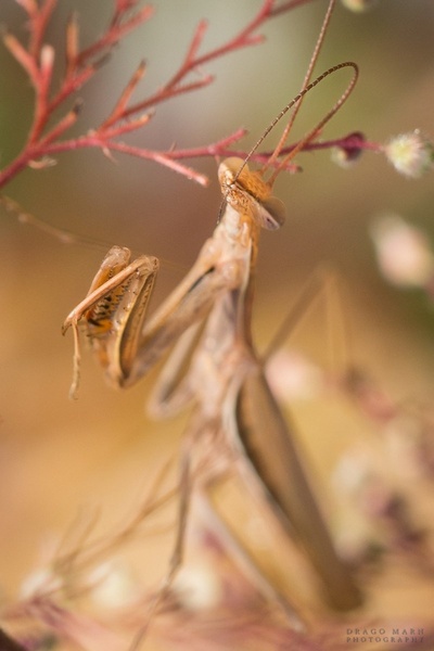 Madam Mantis by Drago