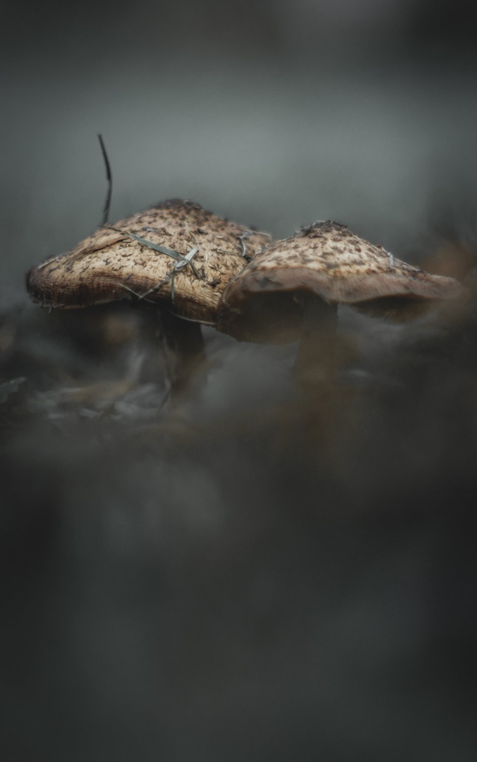 Gobice... by Drago