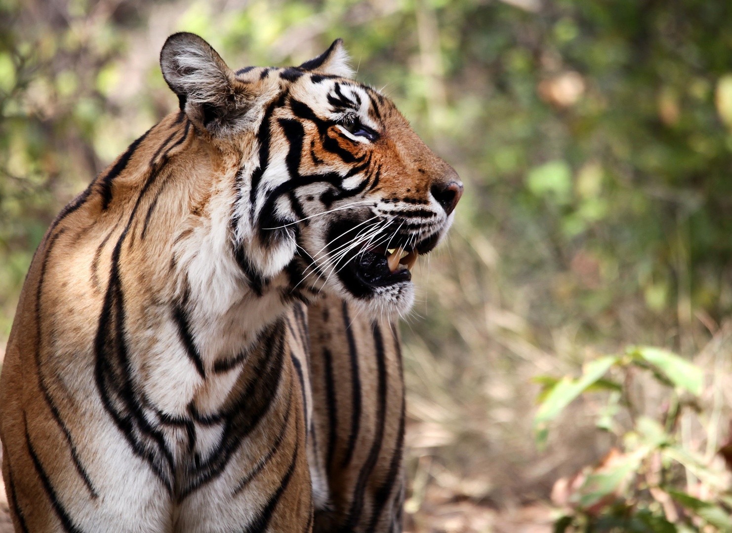 Tiger by Franc Veit