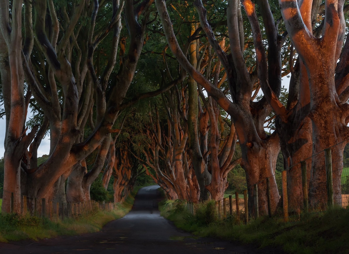 The Dark Hedges by Simonaa