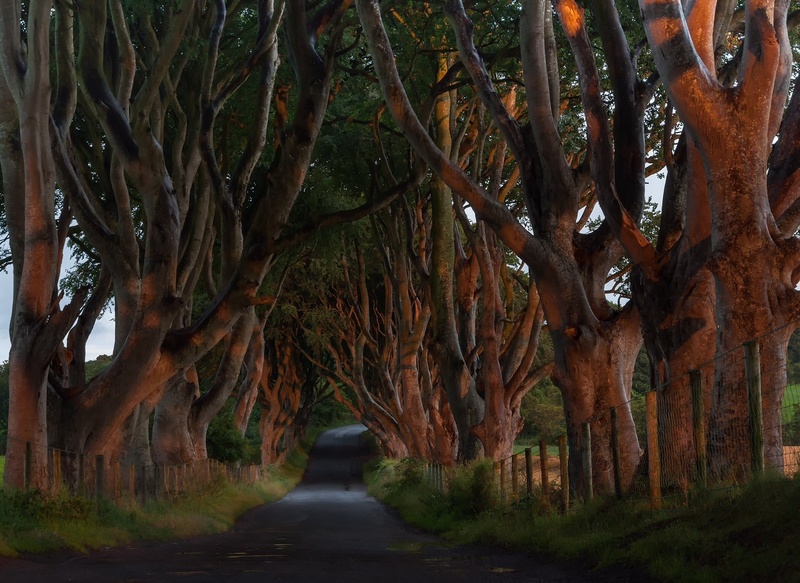 The Dark Hedges by Simonaa