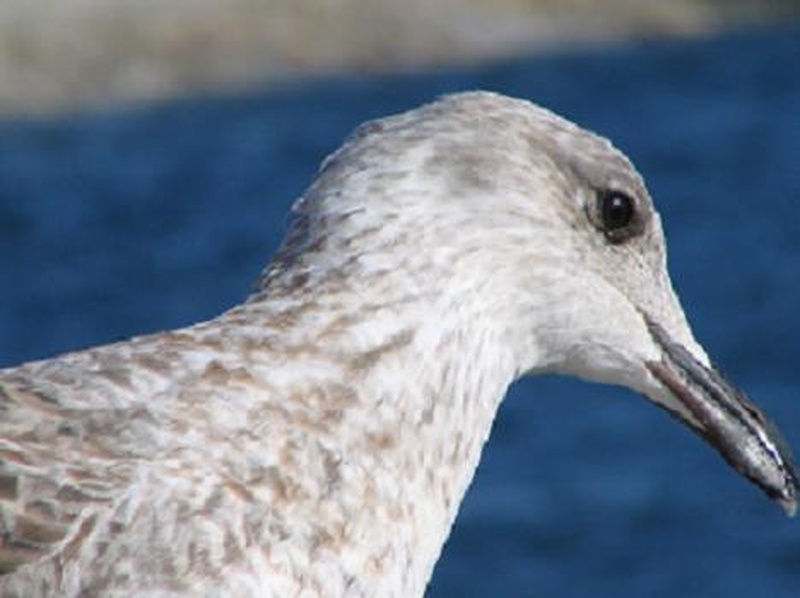 galeb by anc