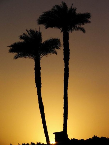 dve palmi by d-geo