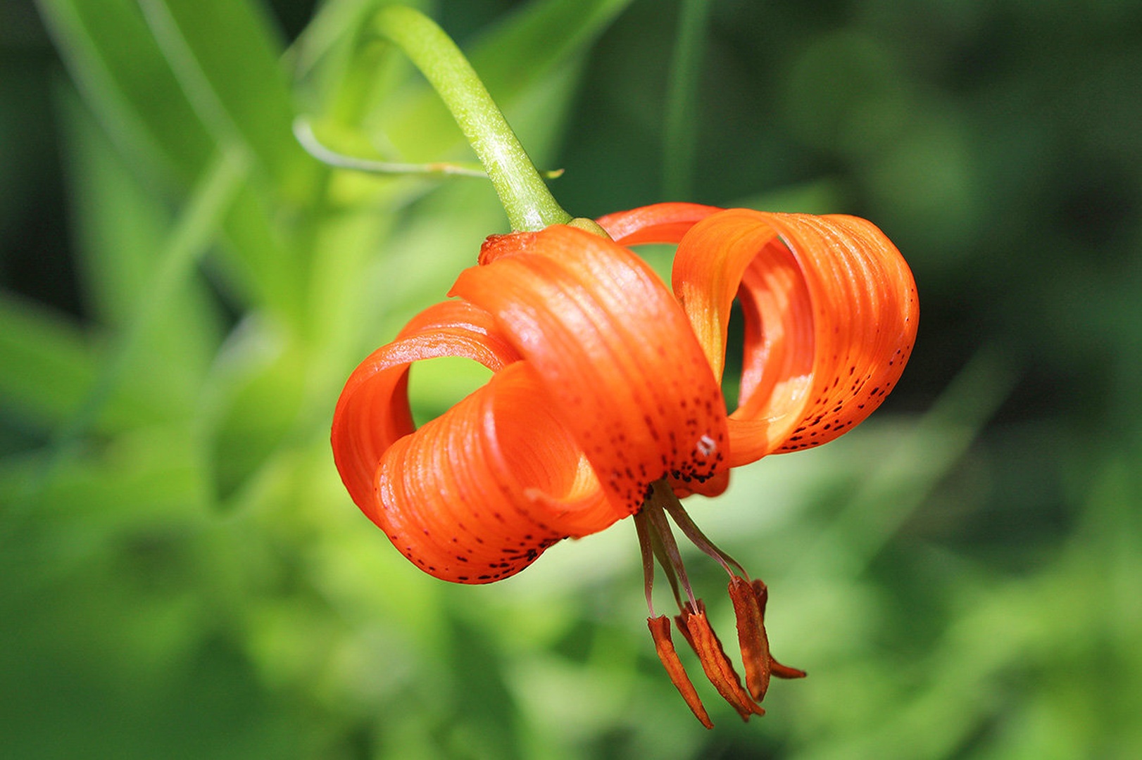 Kot olupljena buča in nekaj feferonov by Mark Per
