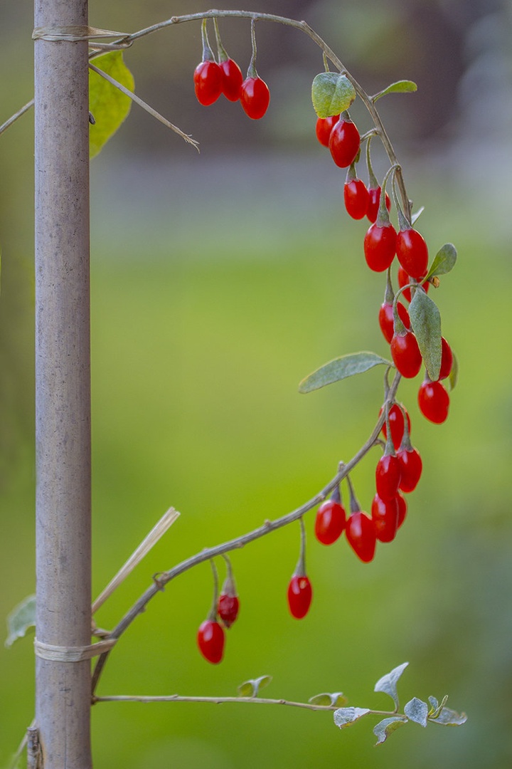 Goji by Mark Per