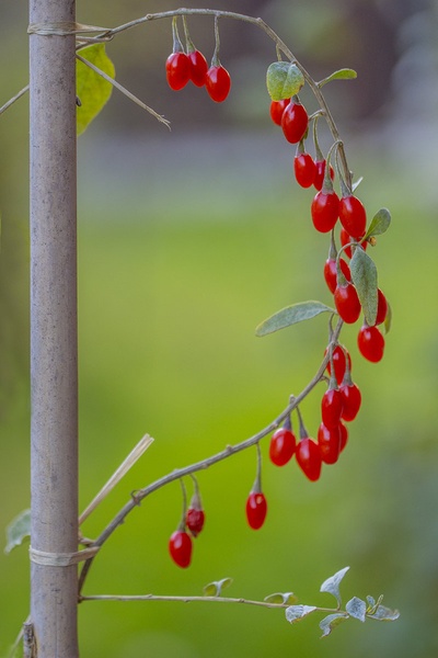 Goji by Mark Per