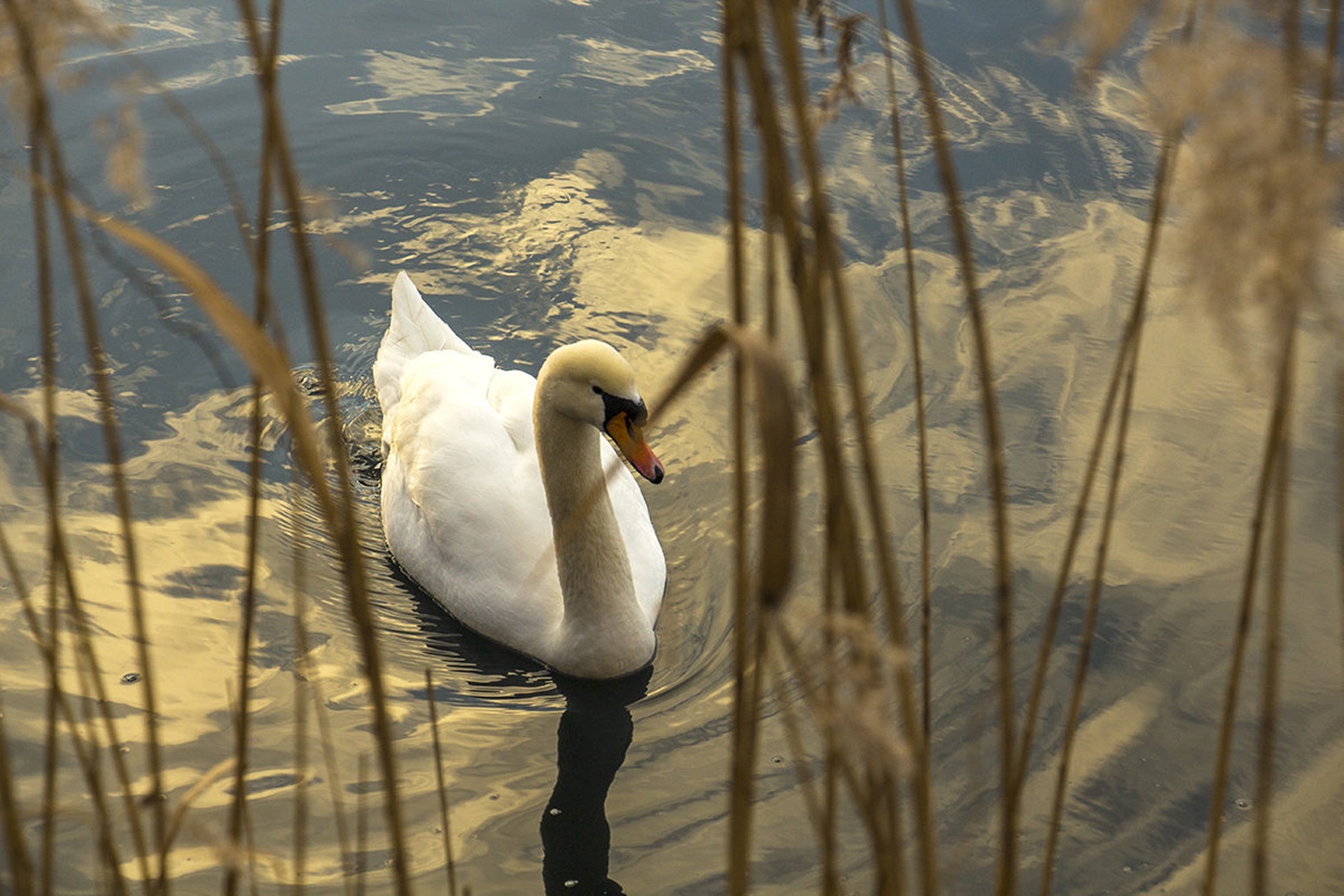 Blejski labod... by Mark Per