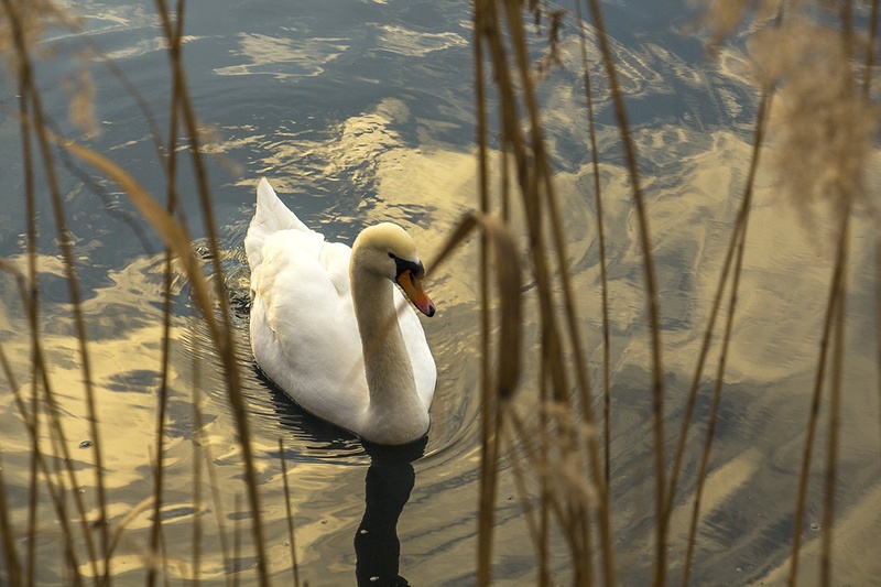 Blejski labod... by Mark Per