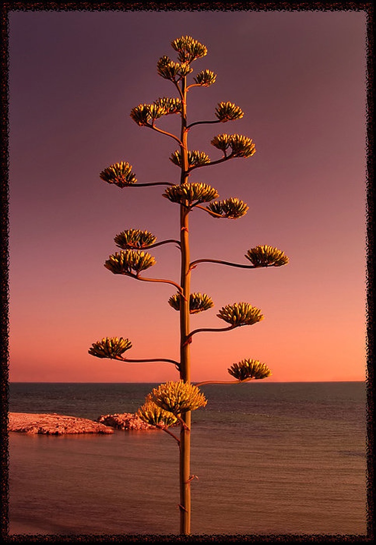 *agava by dobran L