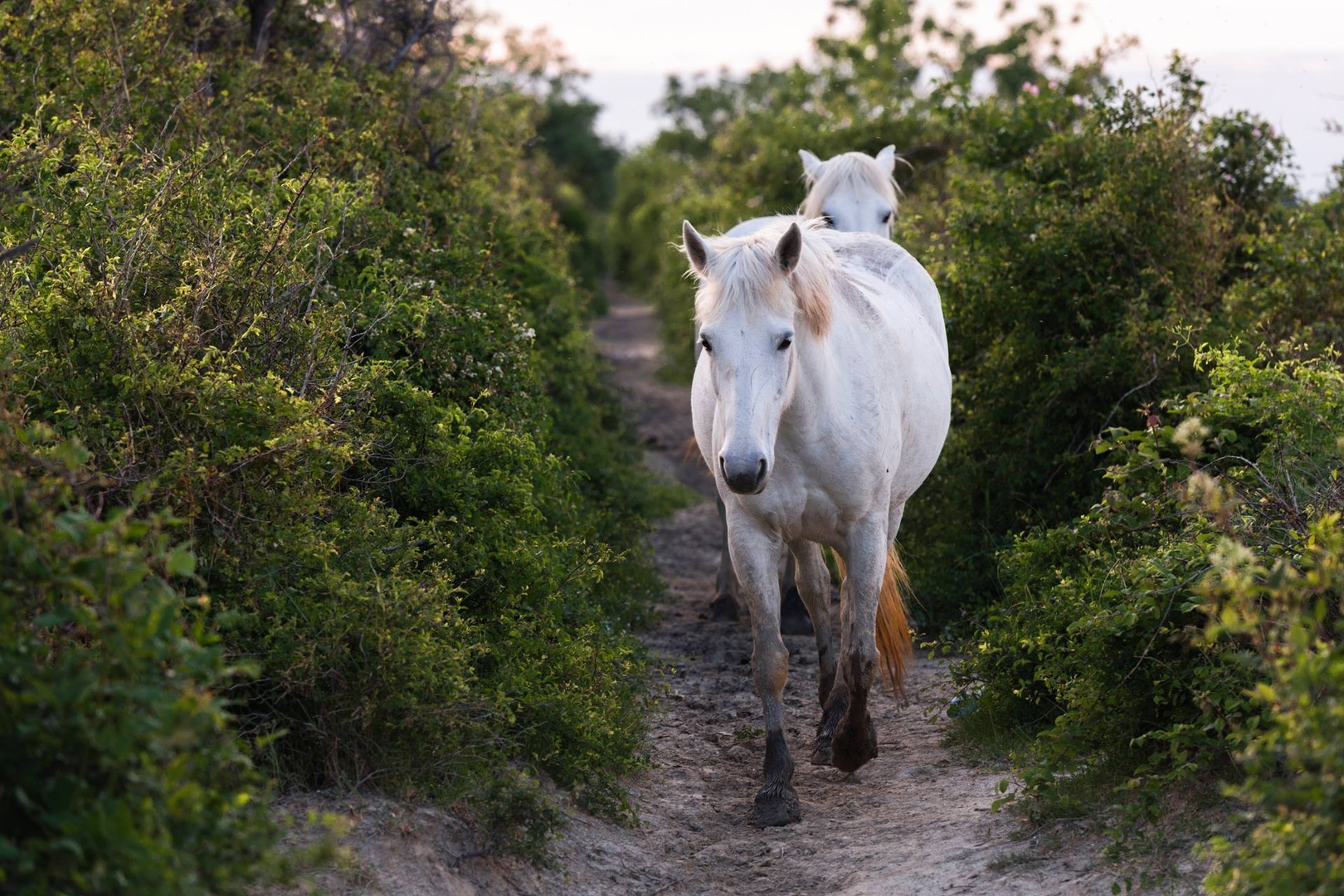 Cavalli Camargue by Kristina Koncut
